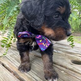 Mystery Machine - Tri-color male Bernedoodle puppy in Camden, North Carolina from Oopsie Doodles of NC