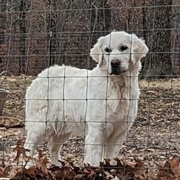 Lally - Golden Retriever