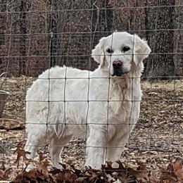 Lally - Golden Retriever