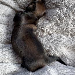 Twyla - Sable female Dachshund puppy in Summit, South Carolina from Doxies4Paws