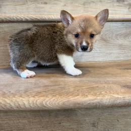 Opal - Red female Pembroke Welsh Corgi puppy in Phelan, California from Desert Sunset Pembroke Welsh Corgis