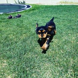 Cavalier King Charles Spaniel Puppies from Wasteland Cavaliers