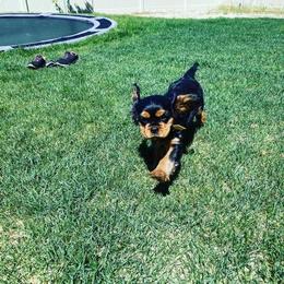 Cavalier King Charles Spaniel Puppies from Wasteland Cavaliers