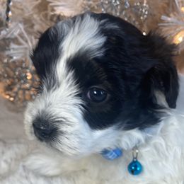 Boy 1 - Black and silver brindle Havapoo puppy in Tropic, Utah from Lady Paws-Kara