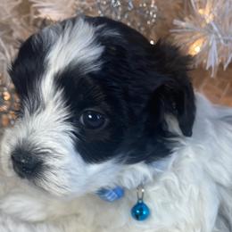 Boy 1 - Black and silver brindle Havapoo puppy in Tropic, Utah from Lady Paws-Kara