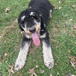 Red - Bernedoodle puppy from Andrew's Bernedoodles