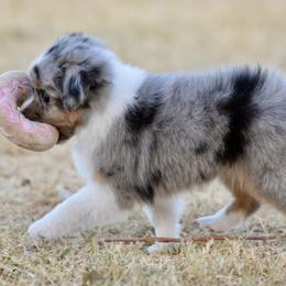 Liberty - Blue merle female Toy Australian Shepherd puppy in Wichita Falls, Texas from Shooting Stars Ranch Toy and Mini Aussies