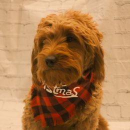 Ariel - Goldendoodle