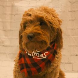 Ariel - Goldendoodle
