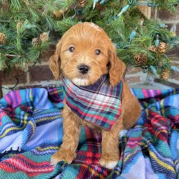 Boy 1 - Goldendoodle puppy from Duck River Goldendoodles