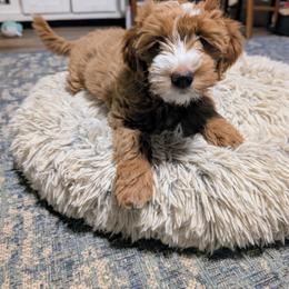 Aspen - Red  female Goldendoodle puppy in Weatherford, Texas from Donnasdoodlebugs