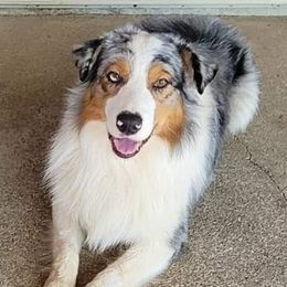 Kia - Australian Shepherd