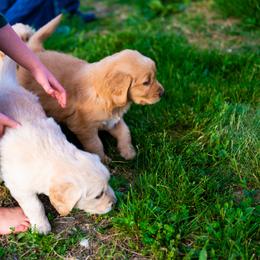 Golden Retriever Puppies from Picklebee Acres