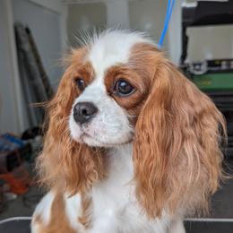 Marion - Cavalier King Charles Spaniel