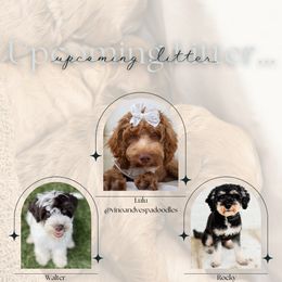 Girl 1 - Merle female Cockapoo puppy in Savannah, Georgia from Vino and Vespa Doodles
