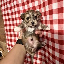 Maltese, Morkie, and Yorkshire Terrier Puppies from California AKC Maltese & Yorkies