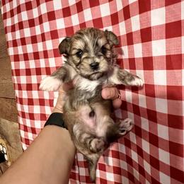 Maltese, Morkie, and Yorkshire Terrier Puppies from California AKC Maltese & Yorkies