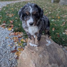 Chase - Blue merle male Bernedoodle puppy in Beach City, Ohio from Blue Cloud Doodles