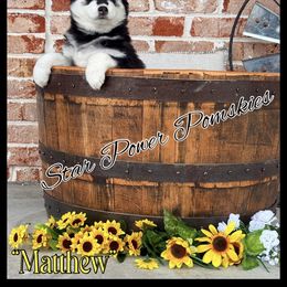 Pomsky Puppies from Star Power Pomskies