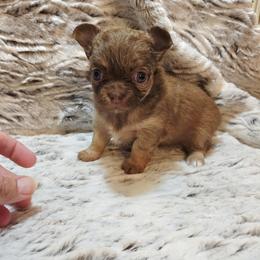 Chocolate sable - Chocolate sabled fawn female Chihuahua puppy in Richmond, Virginia from Breens