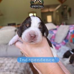 Independence - Liver white and roan male English Springer Spaniel puppy in Ocoee, Tennessee from Ocoee Mountain Springers
