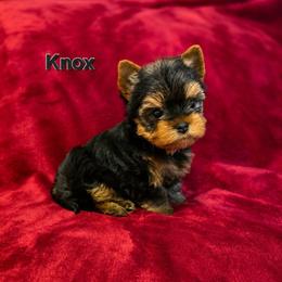 Knox - Black and gold male Yorkshire Terrier puppy in Luray, Tennessee from Little Angel Yorkies