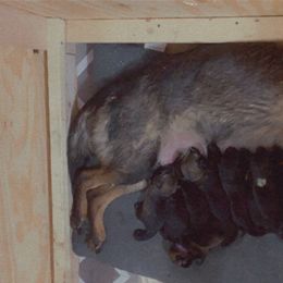 German Shepherd Puppies from Big House Kennels