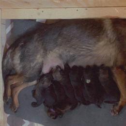 German Shepherd Puppies from Big House Kennels