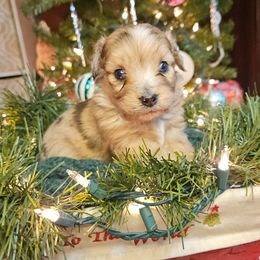 Bear Tiny Toy CKC - Red merle male Aussiedoodle puppy in Doerun, Georgia from Twig & Tail Puppies