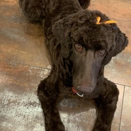 Poodles from C Ranch Kennel