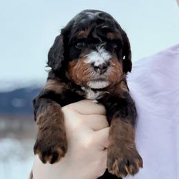 Tri Color Male 1 - Tri-color male Bernedoodle puppy in Anchorage, Alaska from Cascade Country Doodles