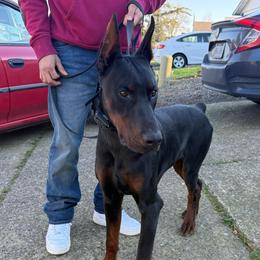 Luciano - Black and rust male Doberman Pinscher puppy in Newberg, Oregon from De Mata Dobermann Kennel
