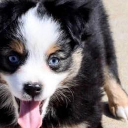 Miniature Australian Shepherds and Toy Australian Shepherds from Baker's Down South Aussies