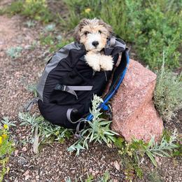 Aussiedoodle and Australian Shepherd Puppies from Junipersdoodles