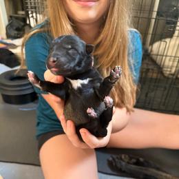 4th pick of Male puppies - Fawn sable male Belgian Malinois puppy in Boise, Idaho from Wings of Freedom Retrievers and Malinois