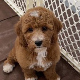 Cavapoo and Goldendoodle Puppies from Christianna’s Mini Goldendoodles
