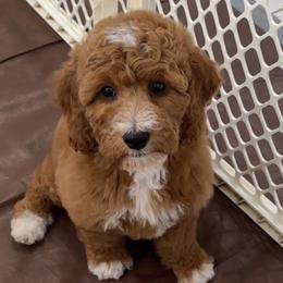 Cavapoo and Goldendoodle Puppies from Christianna’s Mini Goldendoodles