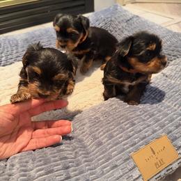 Yorkshire Terrier Puppies from Nina Esmaeili