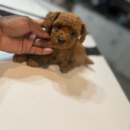 Apple - Red  female Poodle puppy in Texas from Zoway's Poodles