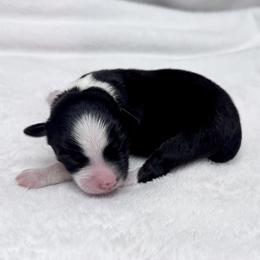 Drake - Black tri male Toy Australian Shepherd puppy in Bly, Oregon from Apacheblus Toy Aussies