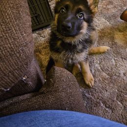 German Shepherd Puppies from Ewig Krieger Kennels