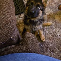 German Shepherd Puppies from Ewig Krieger Kennels