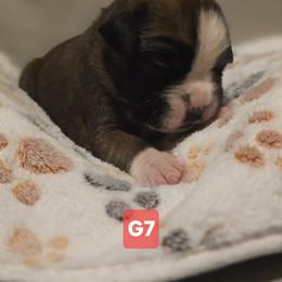 Girl 7 - Fawn female Boxer puppy in Leland, North Carolina from Ocean Breeze Boxers