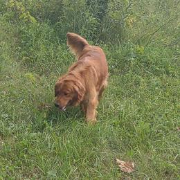 Girl 2 - female Golden Retriever puppy in Grand Meadow, Minnesota from Root River Retrievers