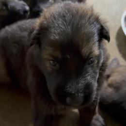 Dark sable Boy 5 - Sable male German Shepherd puppy in Hollis Center, Maine from Noble German Shepherds of Maine