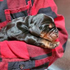 Boy 5 - male Gordon Setter puppy in from Katherine's Golden Retrievers, Gordon Setters, and English Setters