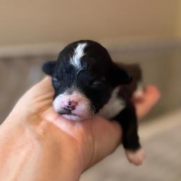 Allspice - Black male Poodle puppy in Caldwell, Idaho from Leila Pearson