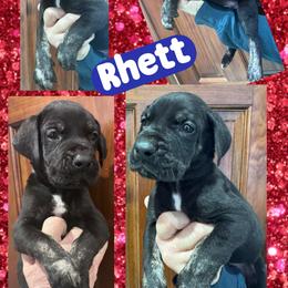 Rhett - Brindle male Great Dane puppy in Wellsville, New York from Prophecy Danes