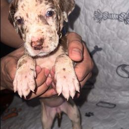 Great Dane Puppies from Great Dane Dynasty