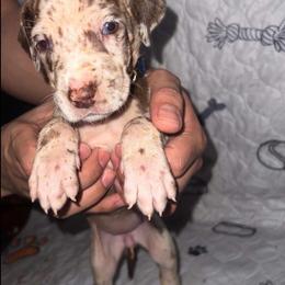 Great Dane Puppies from Great Dane Dynasty